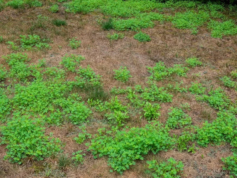A lawn overgrown with weeds