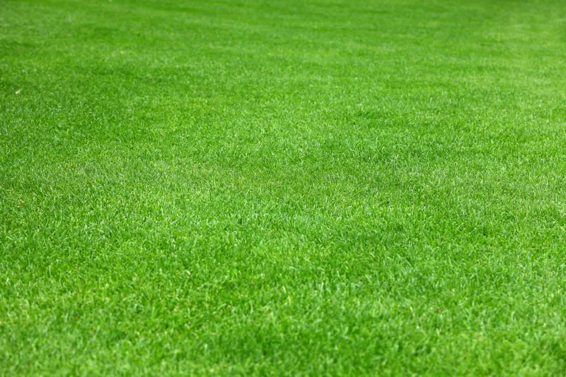 A healthy green field of grass