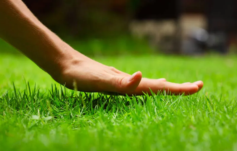 A hand feeling the top of grass on a lawn