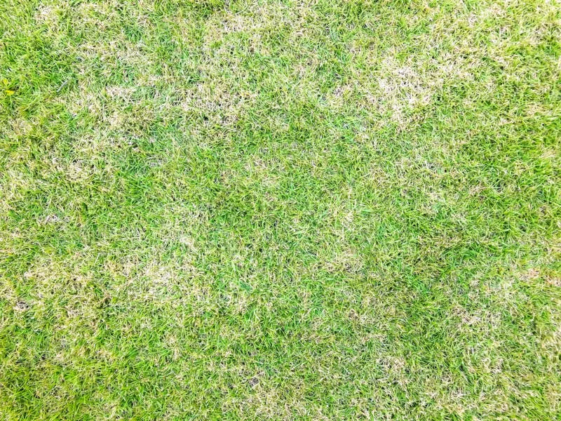 Brown patch disease on a lawn