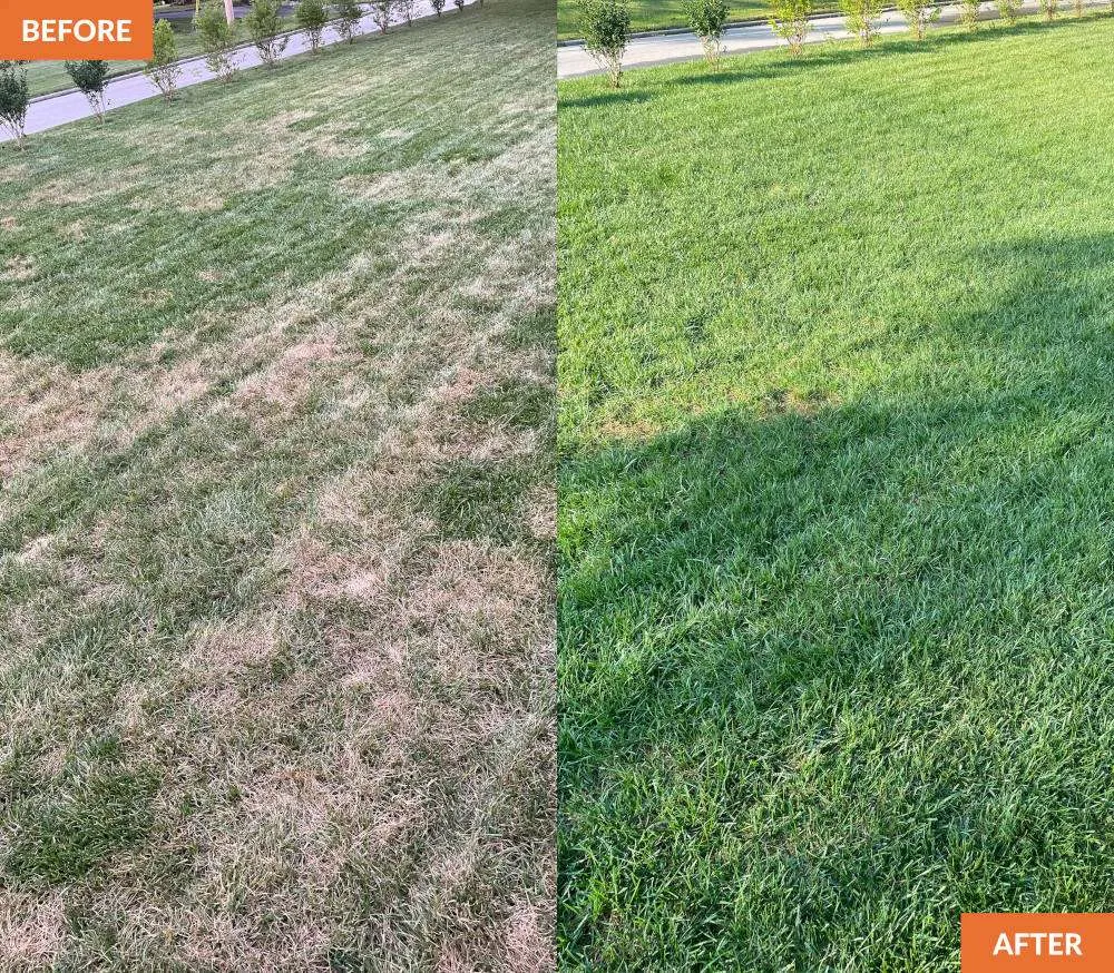 A lawn that is browning because of disease